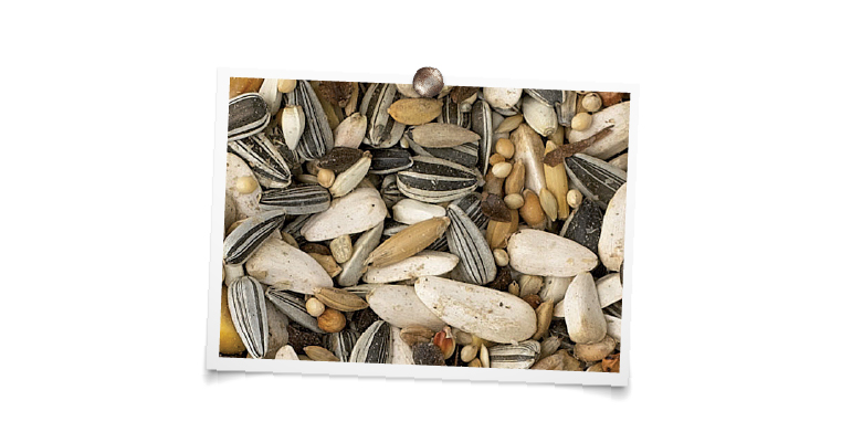 foto mengeling King Papegaaien kweek