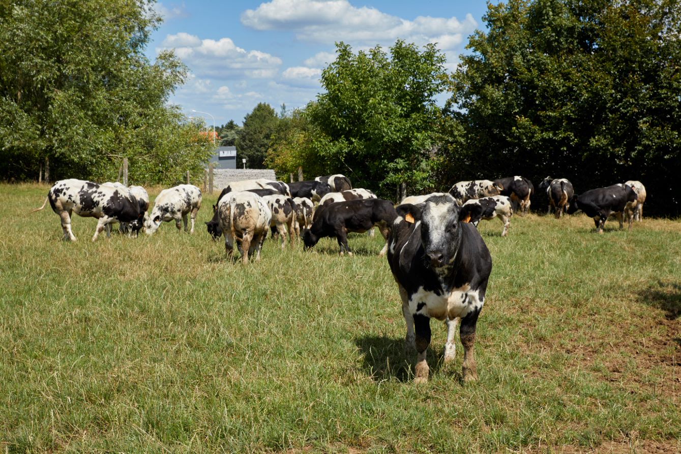 Kudde runderen in een weide met één rund dat naar de kijker kijkt