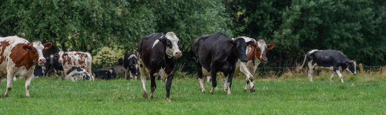 proxani-vache laitière-prairie-bio