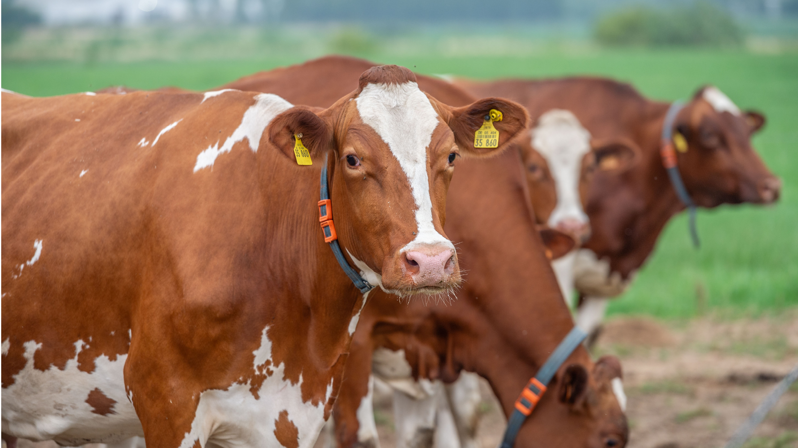 Methaanreducerende voeders banner 1280x720px