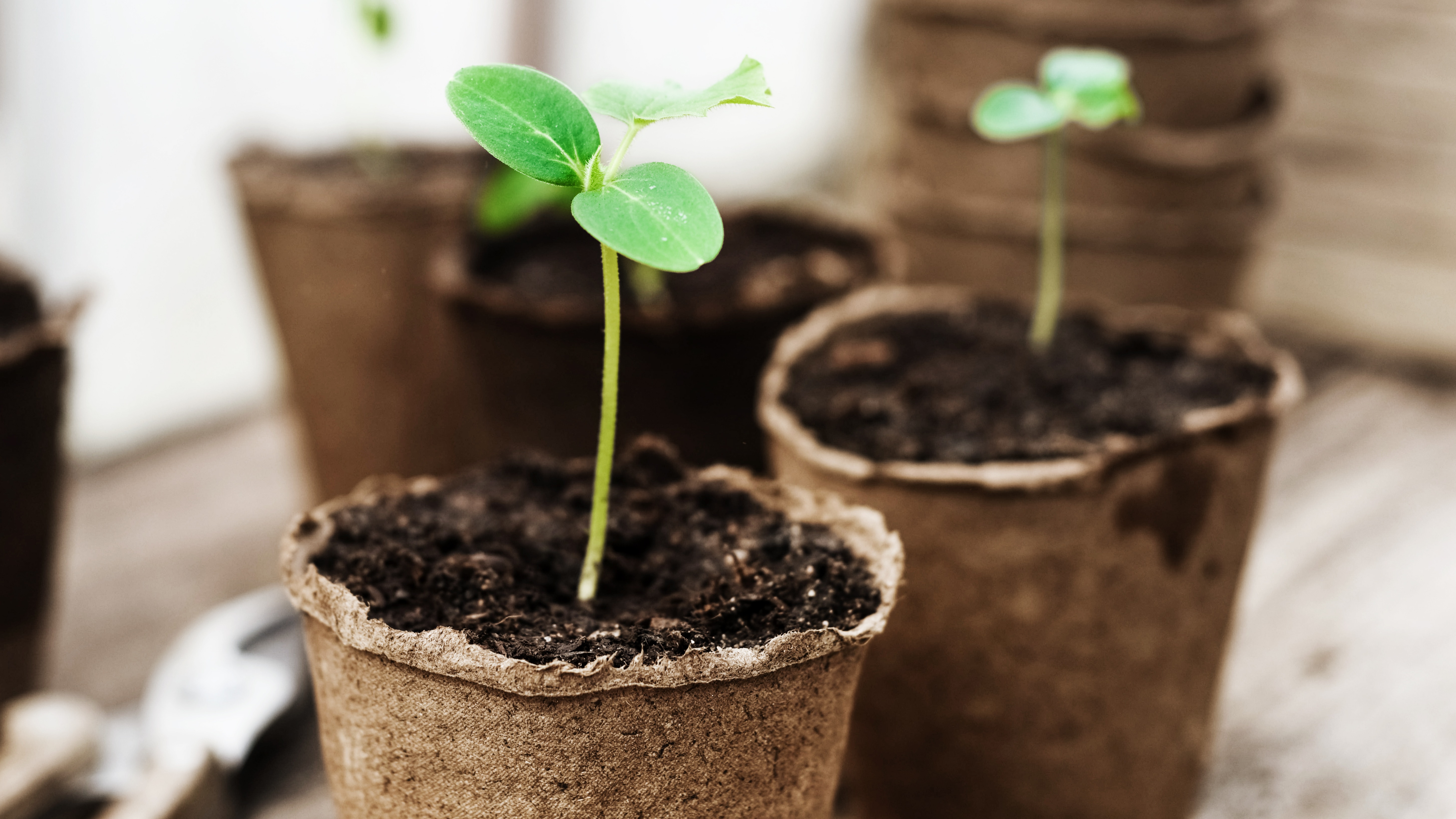 Alles voor je tuin aveve planten in pot