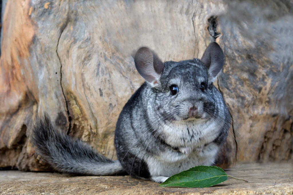 Chinchilla