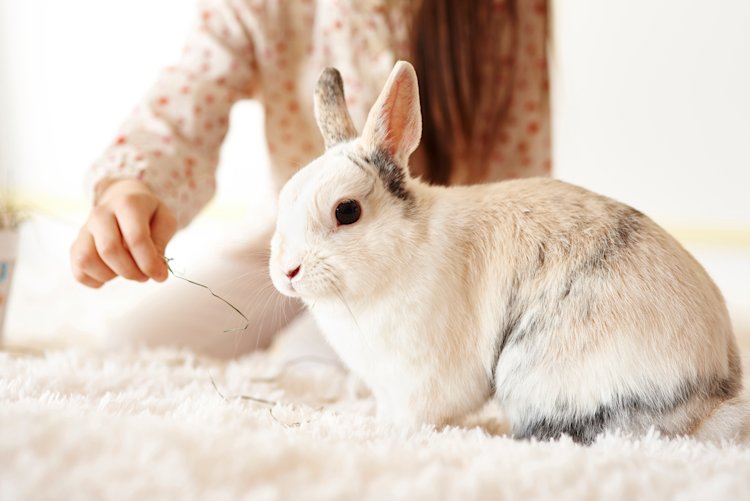 childs hand feeding the rabbit