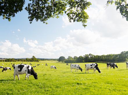 Dairy cattle in the field