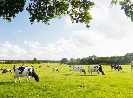 Bovins laitiers au pâturage