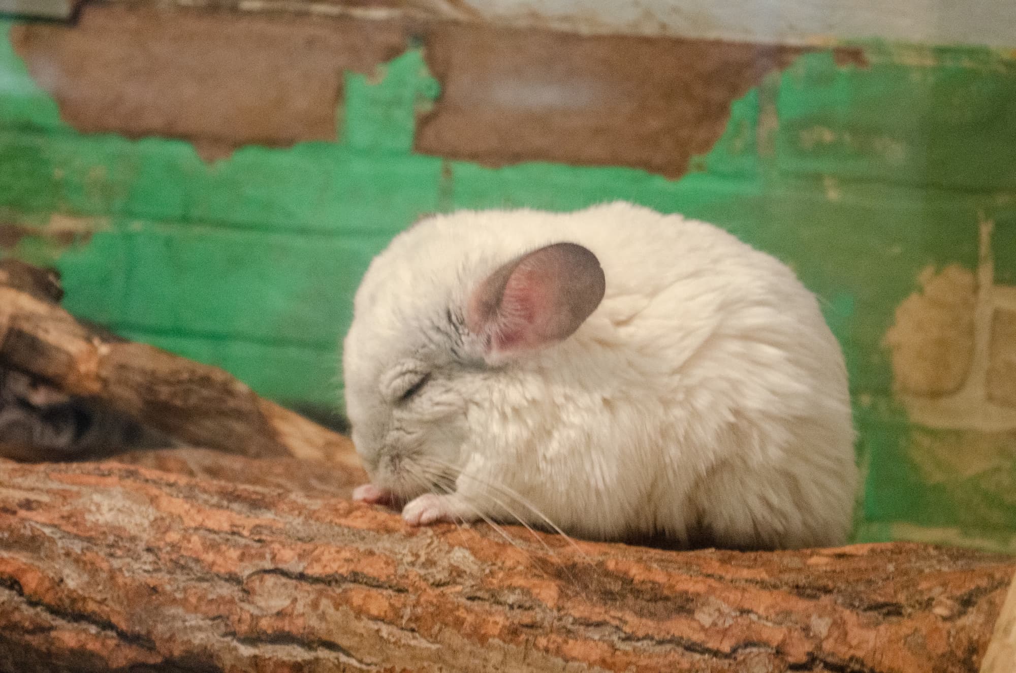 Chinchilla en train de dormir – Aveve