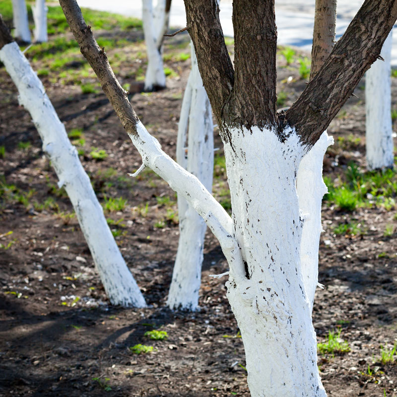 Protéger les arbres au moyen de blanc arboricole