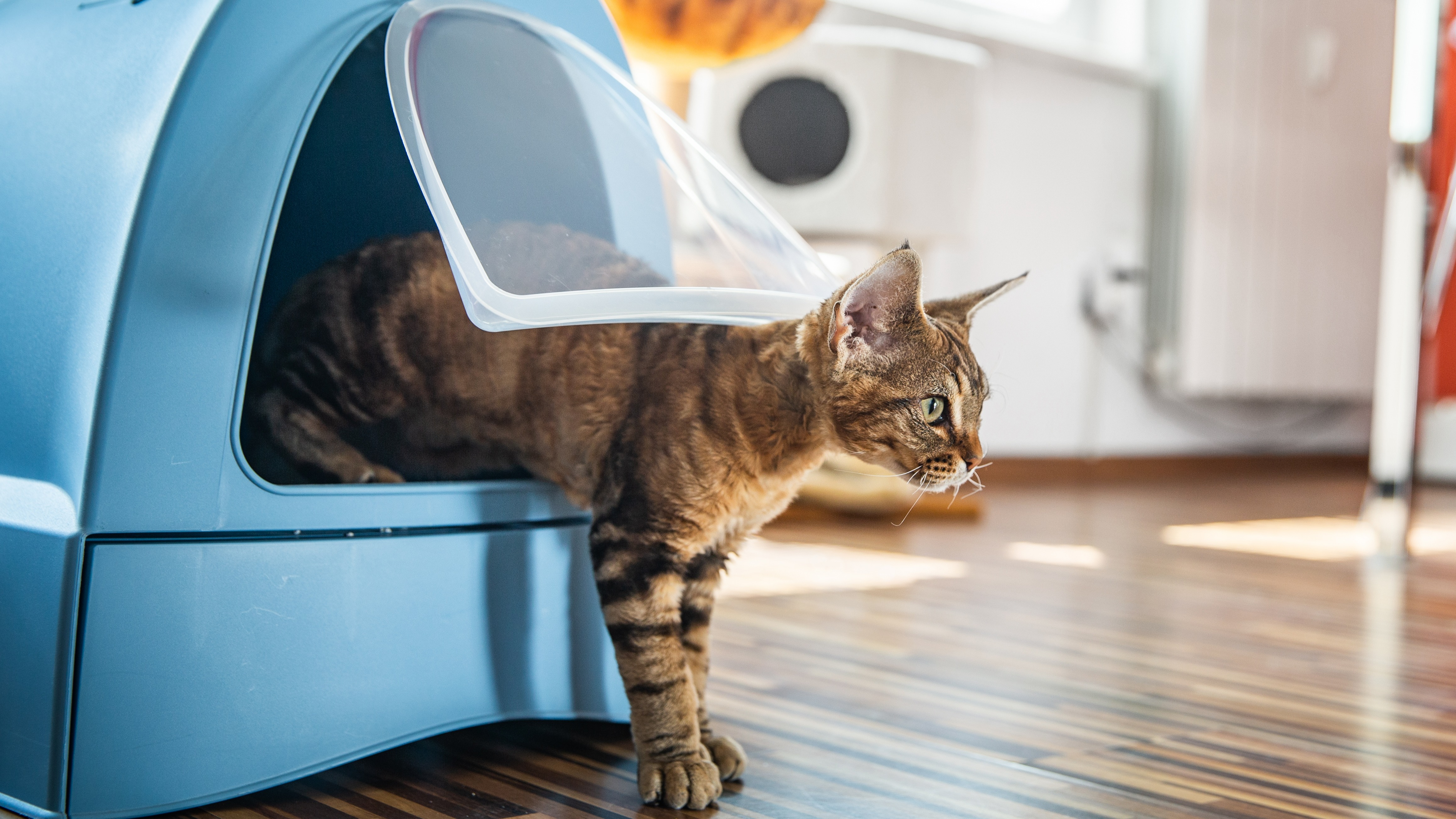 Alles voor katten aveve kattenbakken