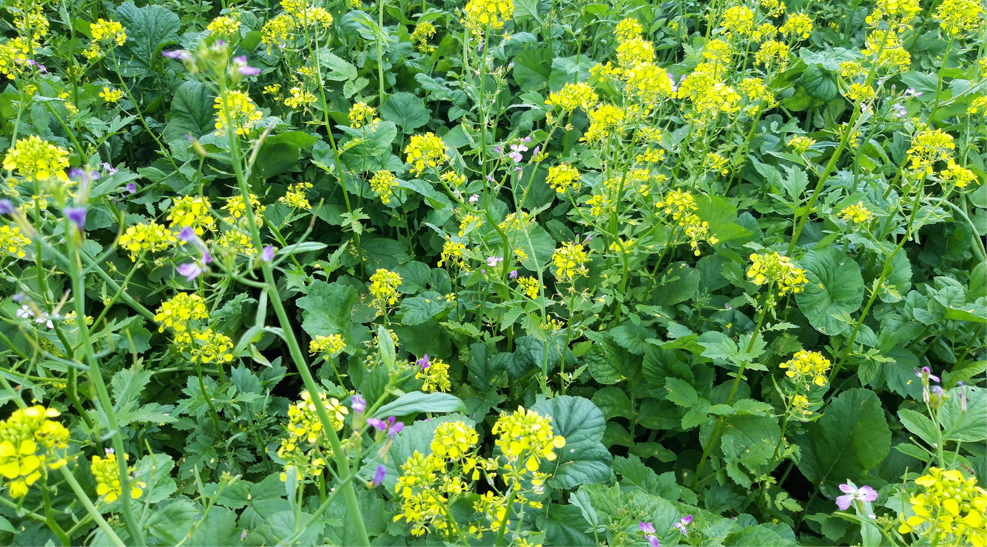 Groenbedekkers 968x536px