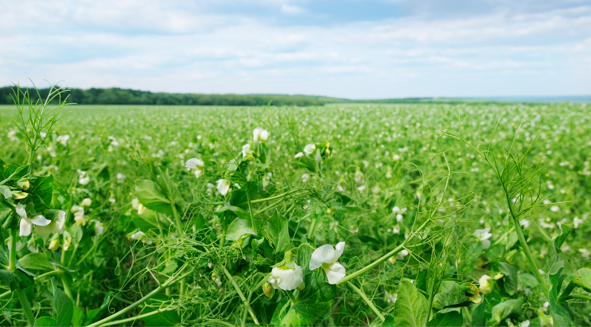 Eiwithoudende gewassen 968x536px