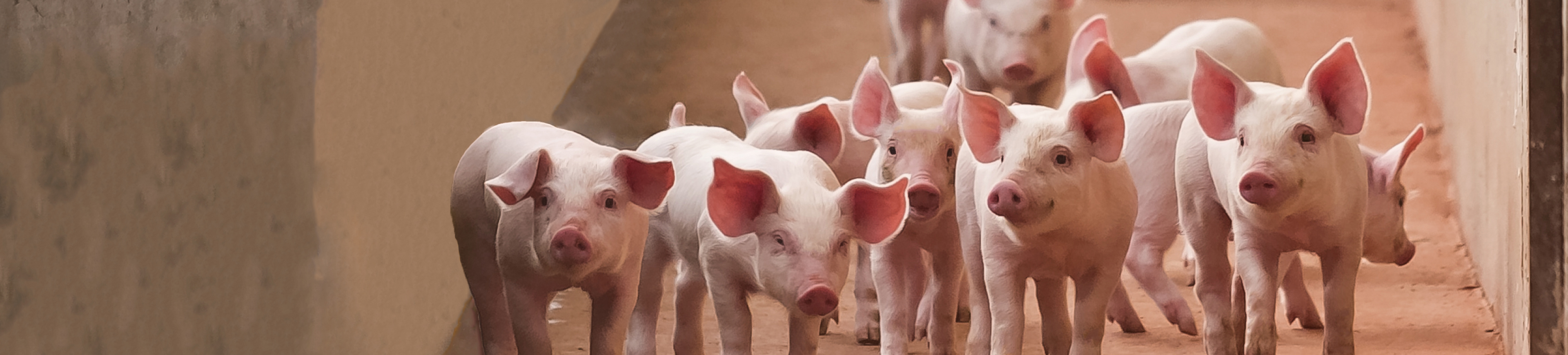 Biggistar SafeMax 1920x435px