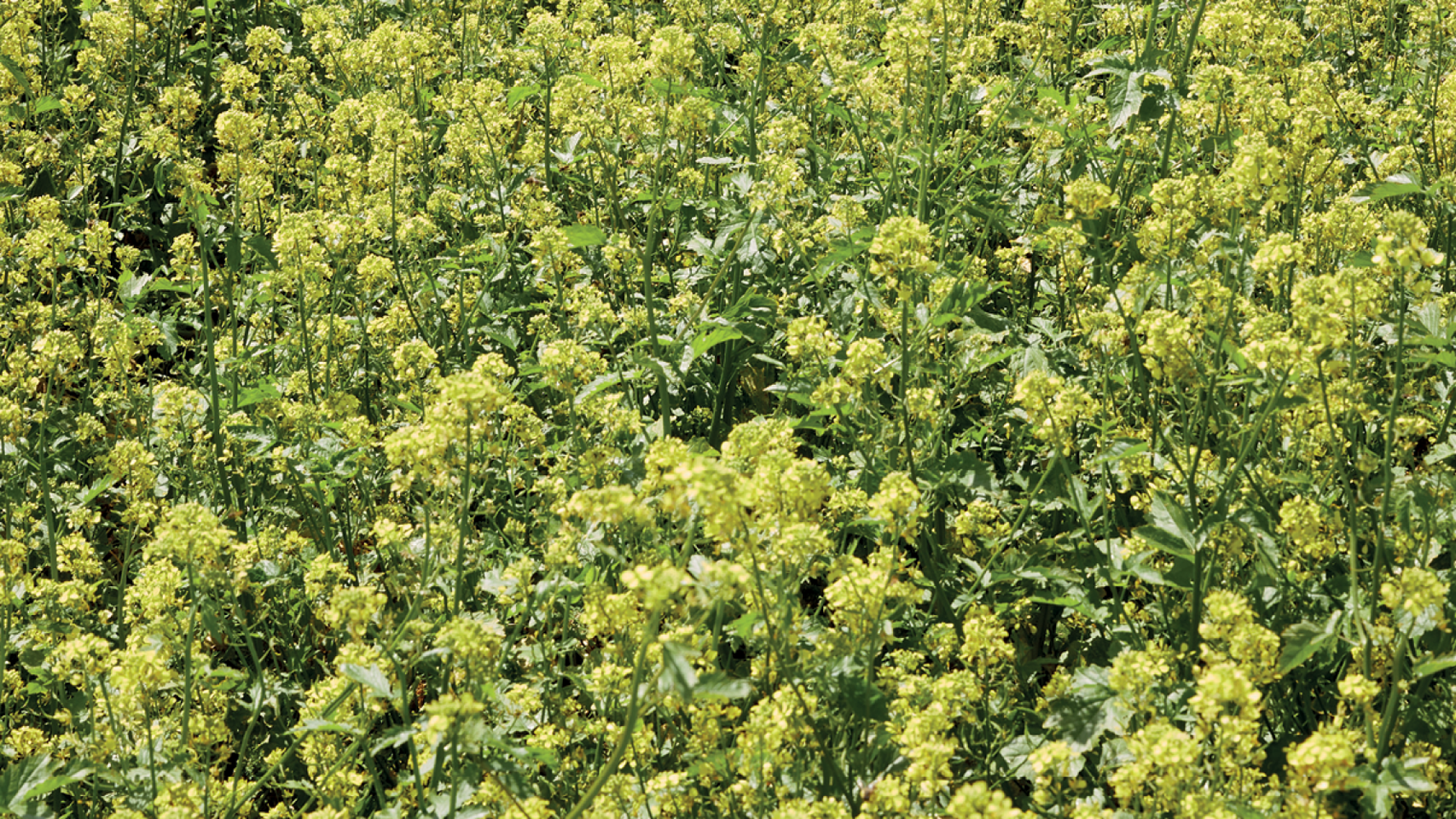 Cultures de couverture verte