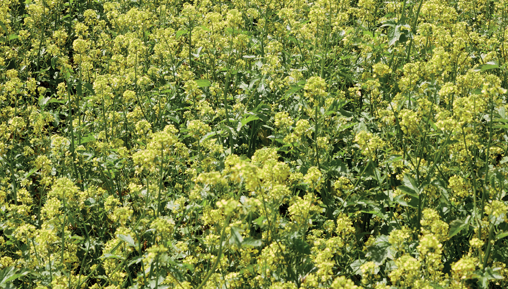 Cultures de couverture verte