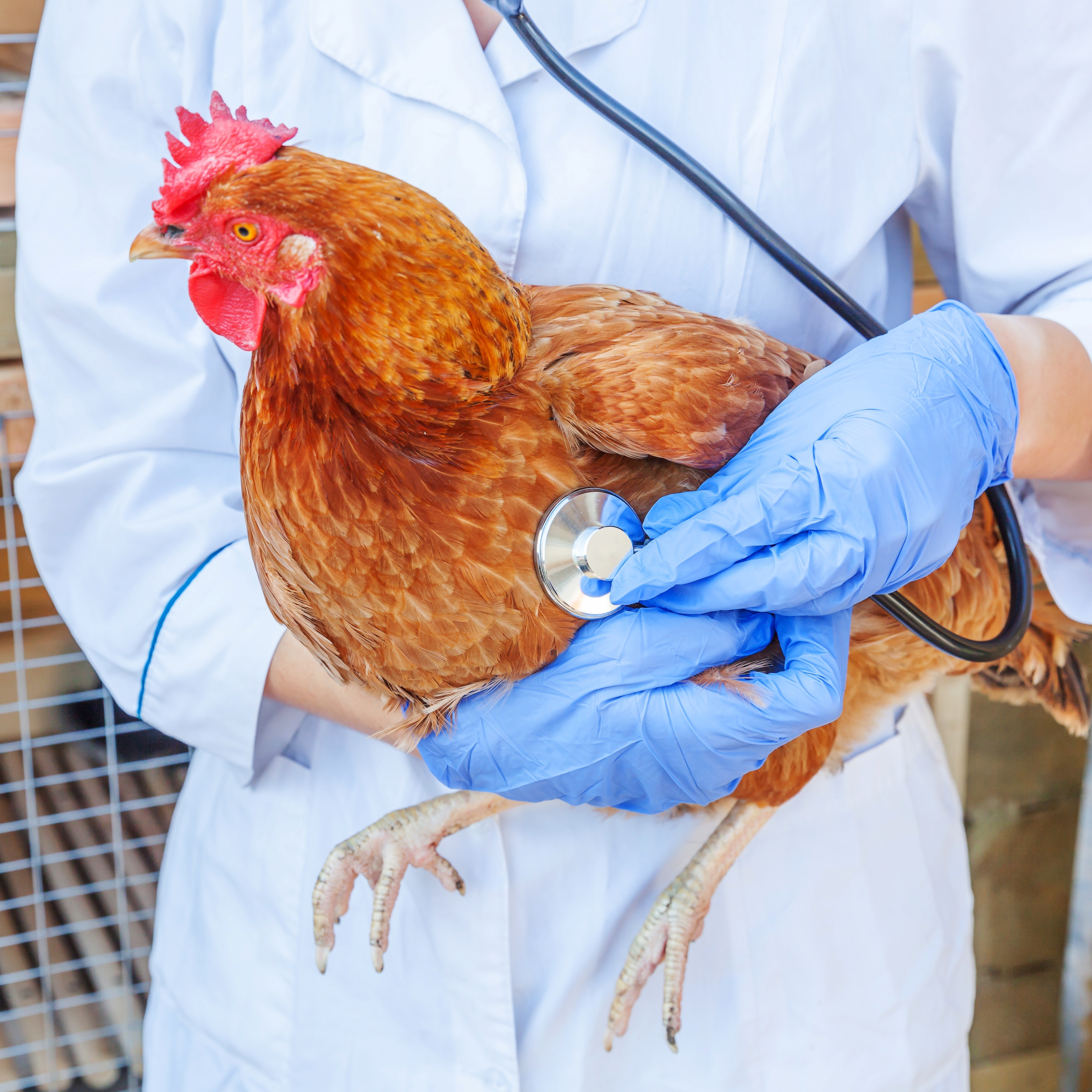Maladies chez les poules : une poule malade – Aveve