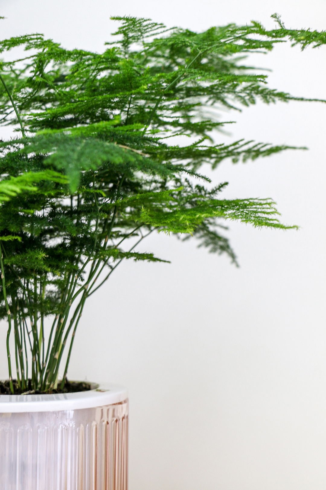 image: Asparagus vertical