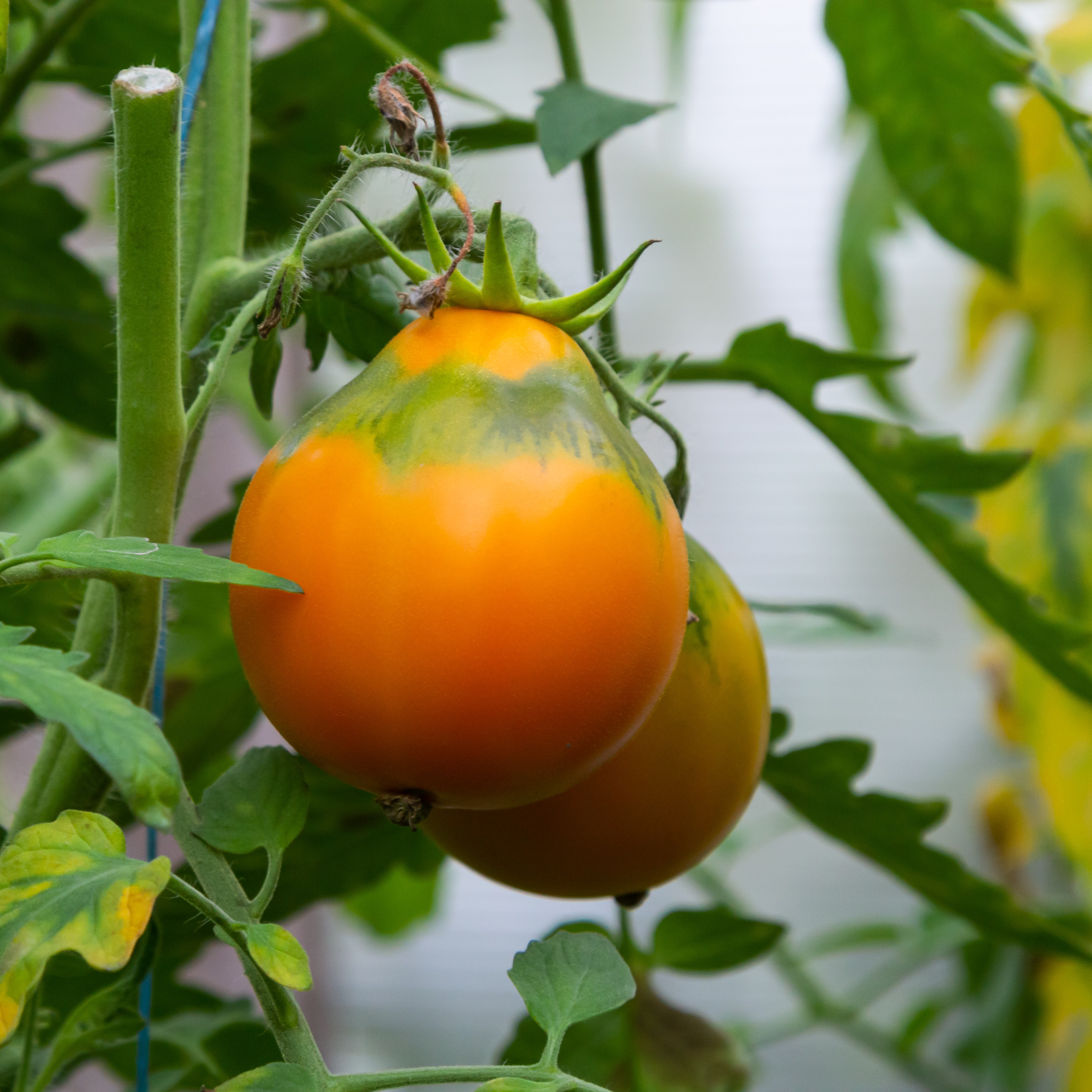 Image de tomates avec un collet vert - Aveve