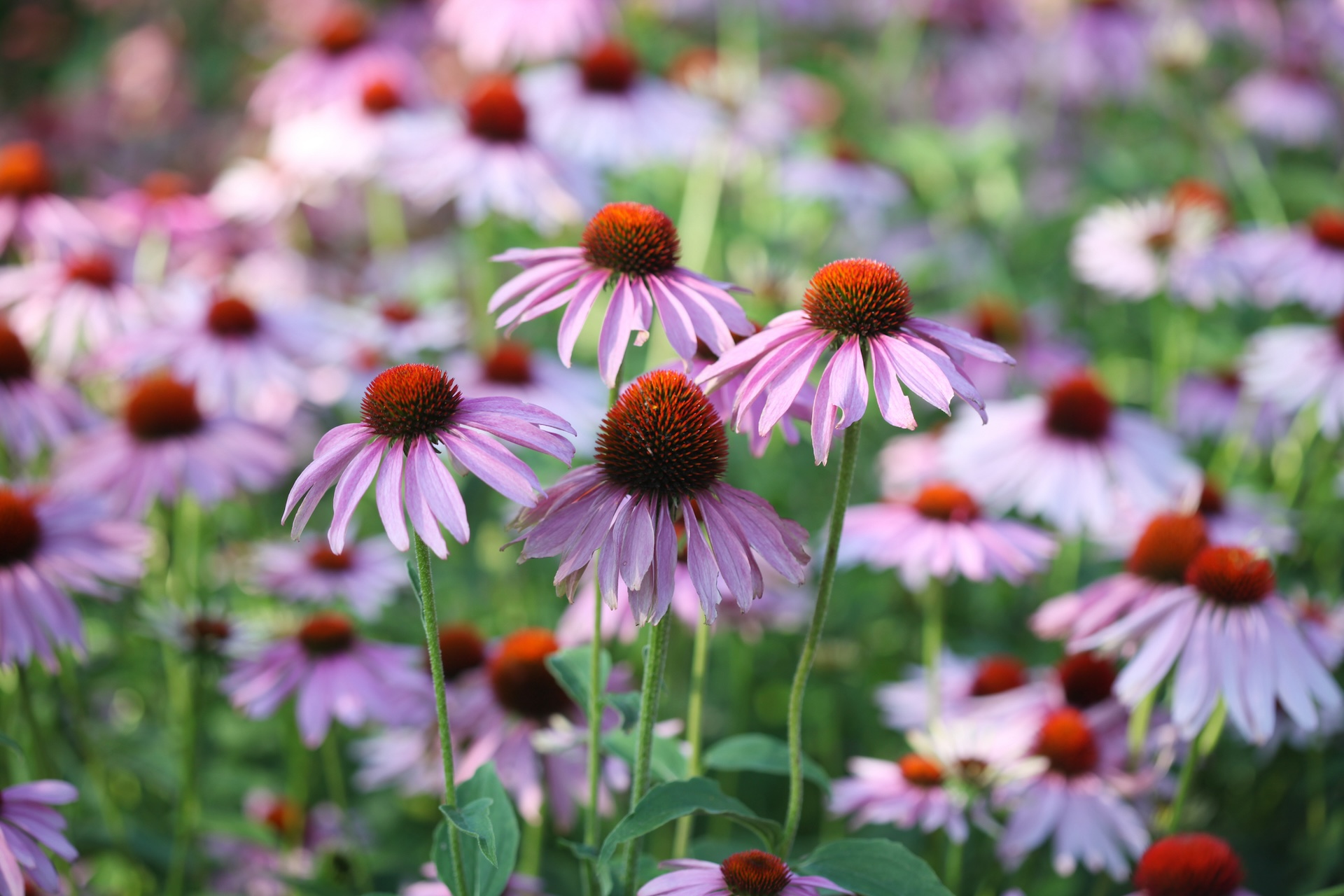 header image Echinacea