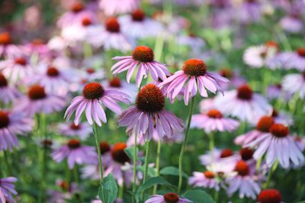 Echinacaea purpurea (keuze uit 4 kleuren) - 3 voor €25
