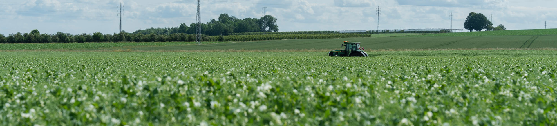 Pea-Powered Sustainability: Yellow Peas, the Little Superheroes