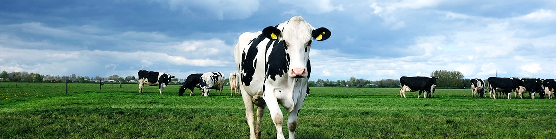 The benefits of Rumen-Ready®