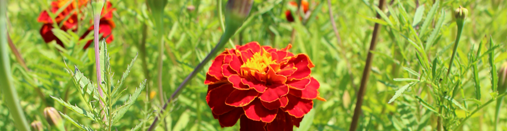 Tagetes 968x250px