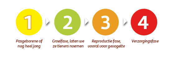 Levensfase 1 tot 4