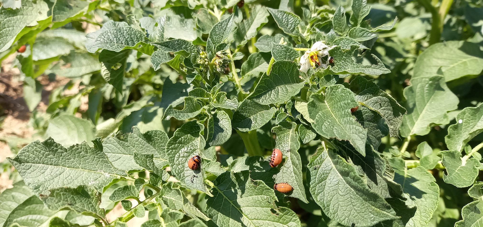 MH toepassen en coloradokever bestrijden in aardappelen 5