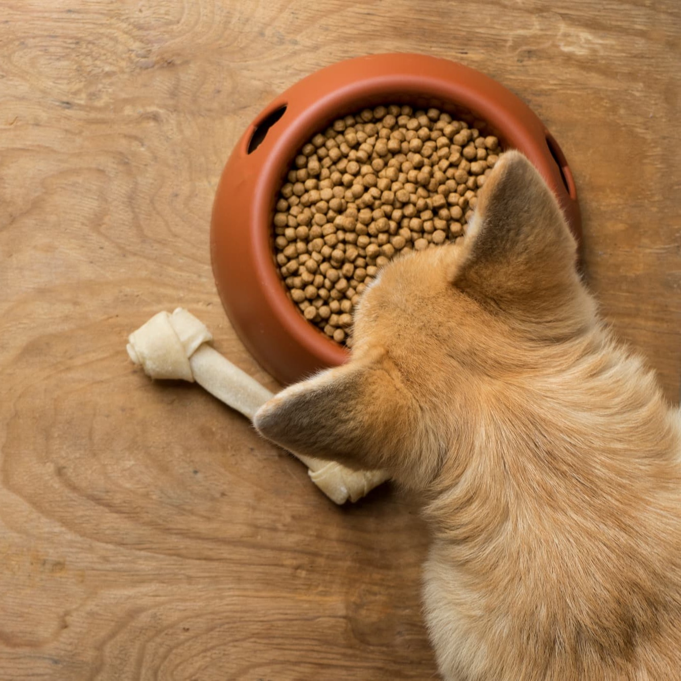 Comment faire de la pâtée maison économique et équilibrée pour son animal  de compagnie (chien et chat) – Consommons sainement