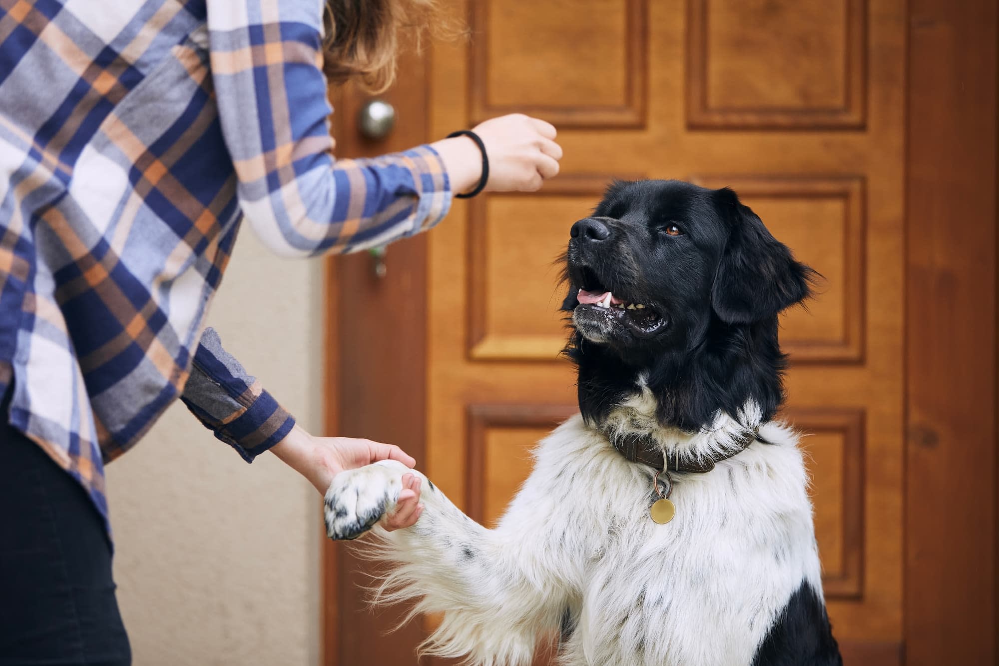 Chien qui reçoit des snacks sains de son maître - Aveve