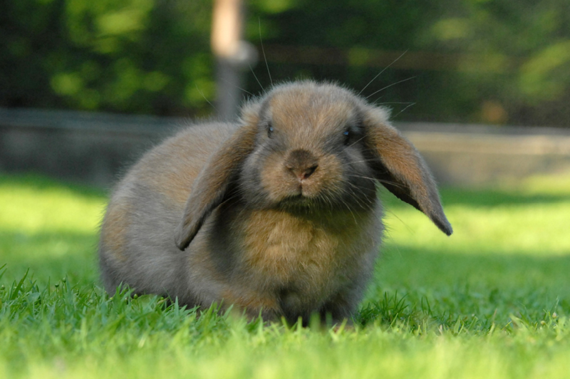 Comprendre et analyser le langage corporel de votre lapin