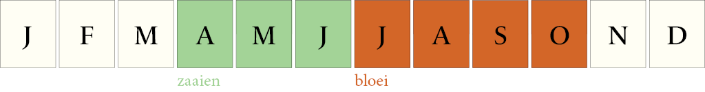 Zaaikalender Lavatera