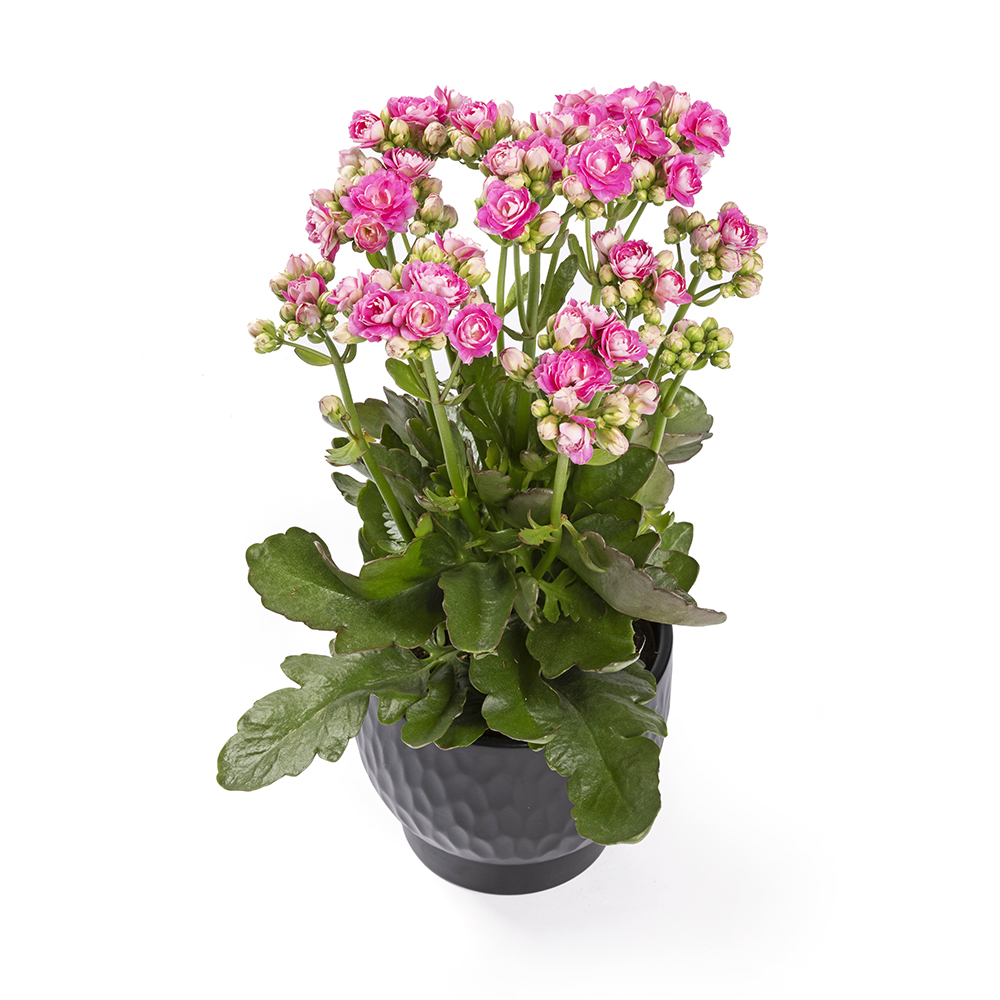 Afbeelding van een Kalanchoë in een pot - Aveve