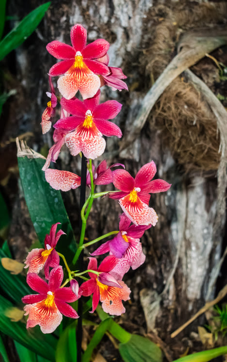 image: orchidee cambria
