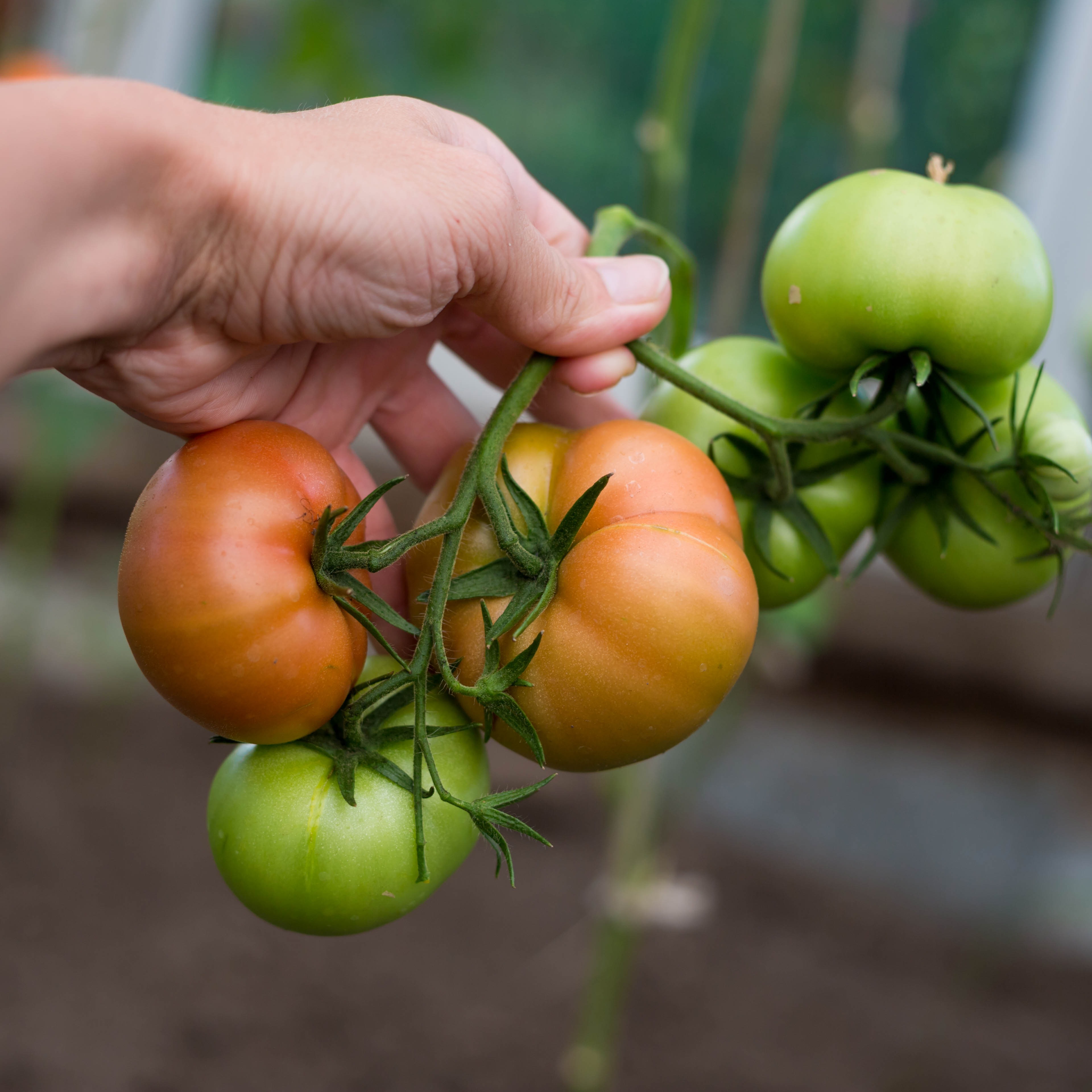 Afbeelding van een hand die enkele onrijpe tomaten aan een plant vast houdt - Aveve