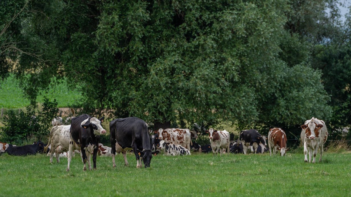dairy cattle grazing
