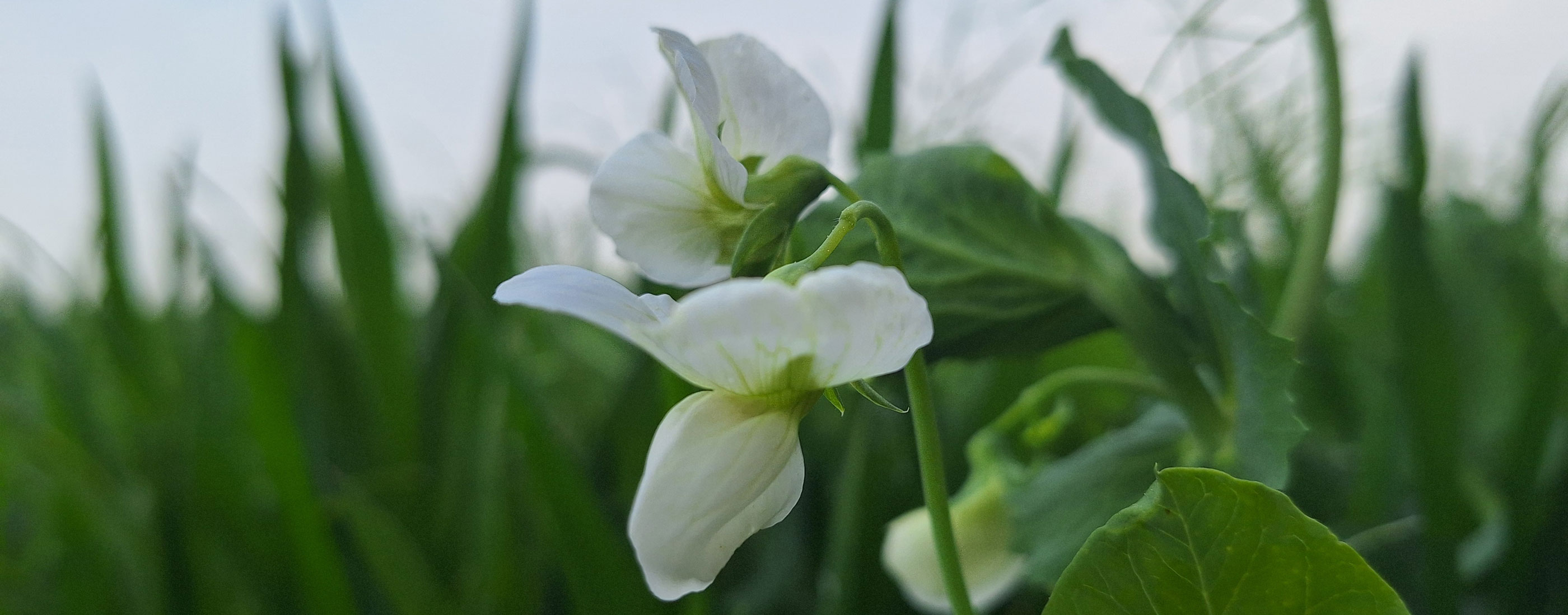 erwt close up_2800x1100 px