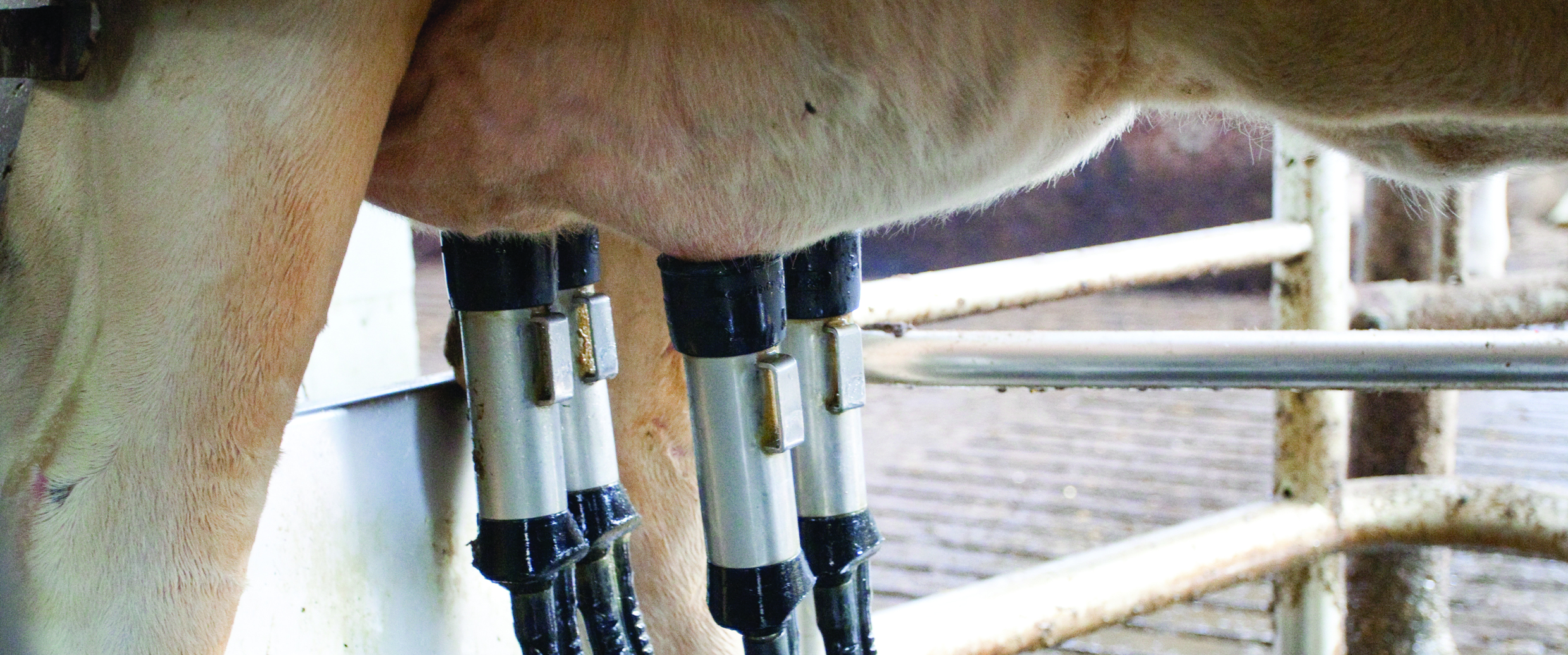 10.10.2024_AN_Nieuwsbrief_Een gamma robotvoeders: wat is daar dan zo speciaal aan?