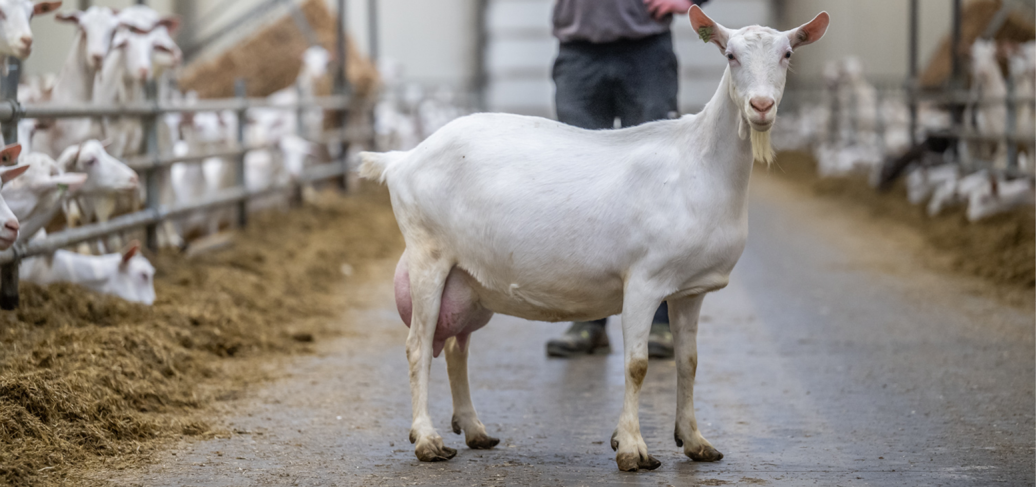 Geiten 3 968x455px
