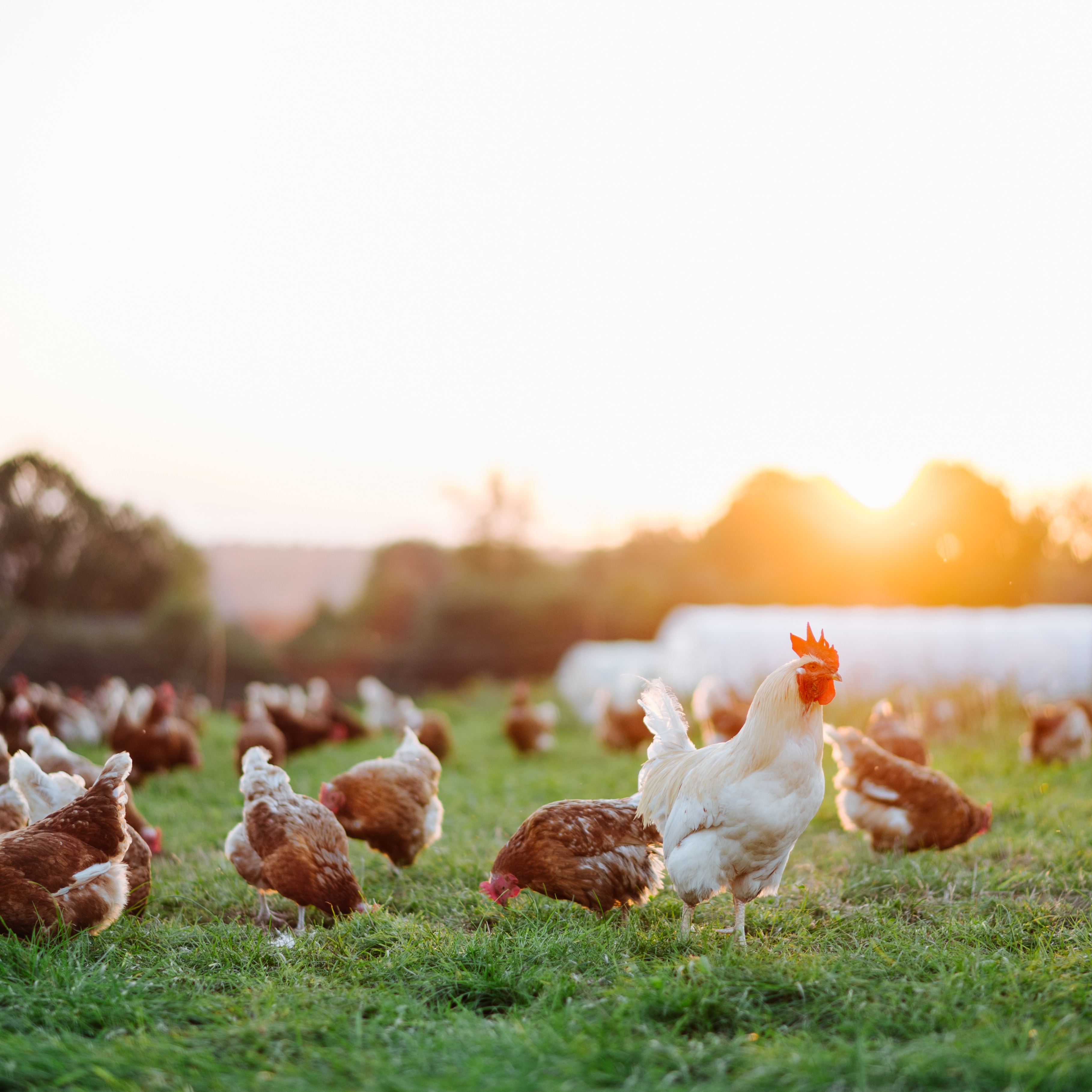 Des poules et un coq - Aveve