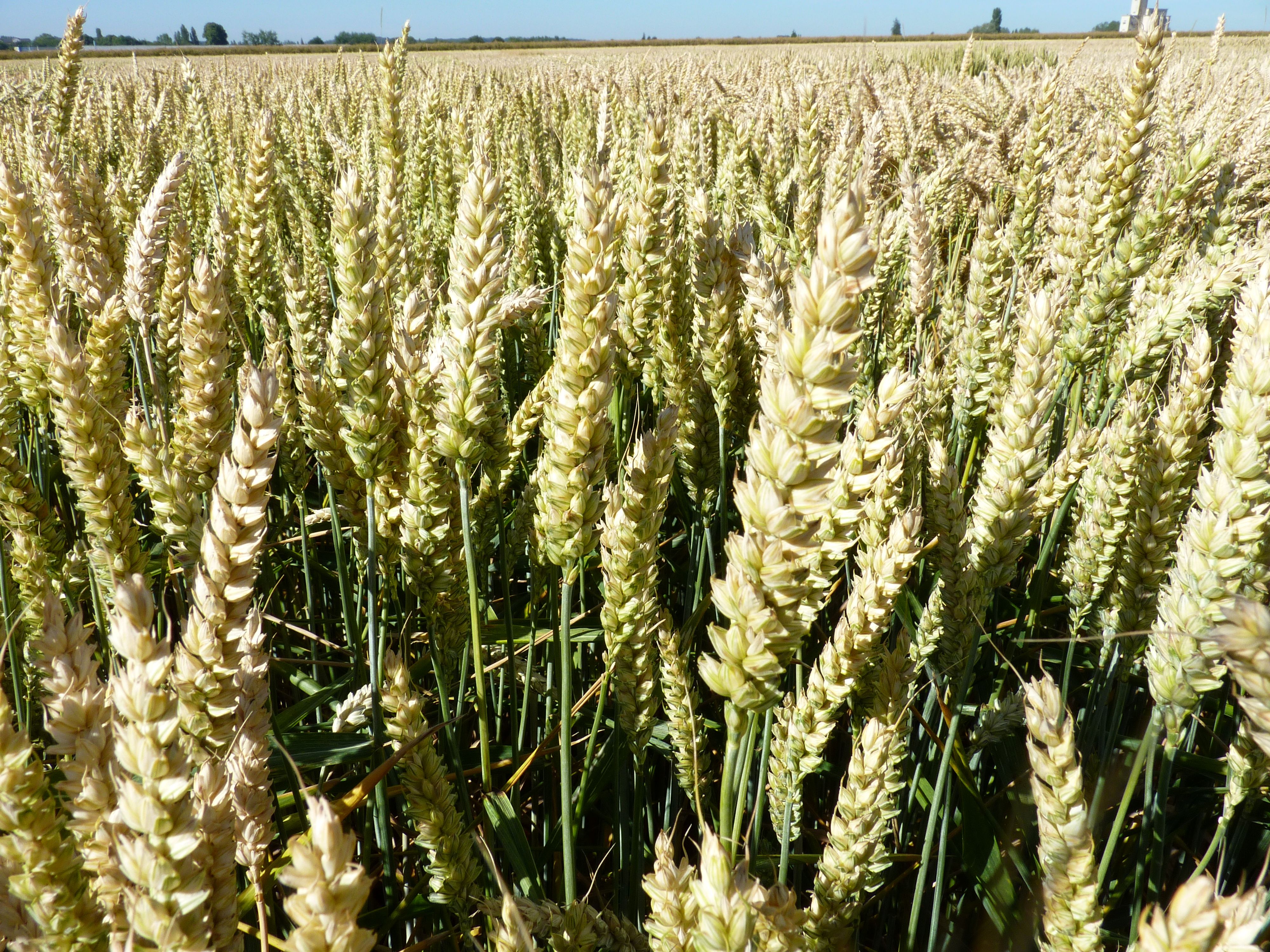 29.01.2026_Nieuwsbrief AH_Vergeet zwavel niet bij wintergraangewassen! 