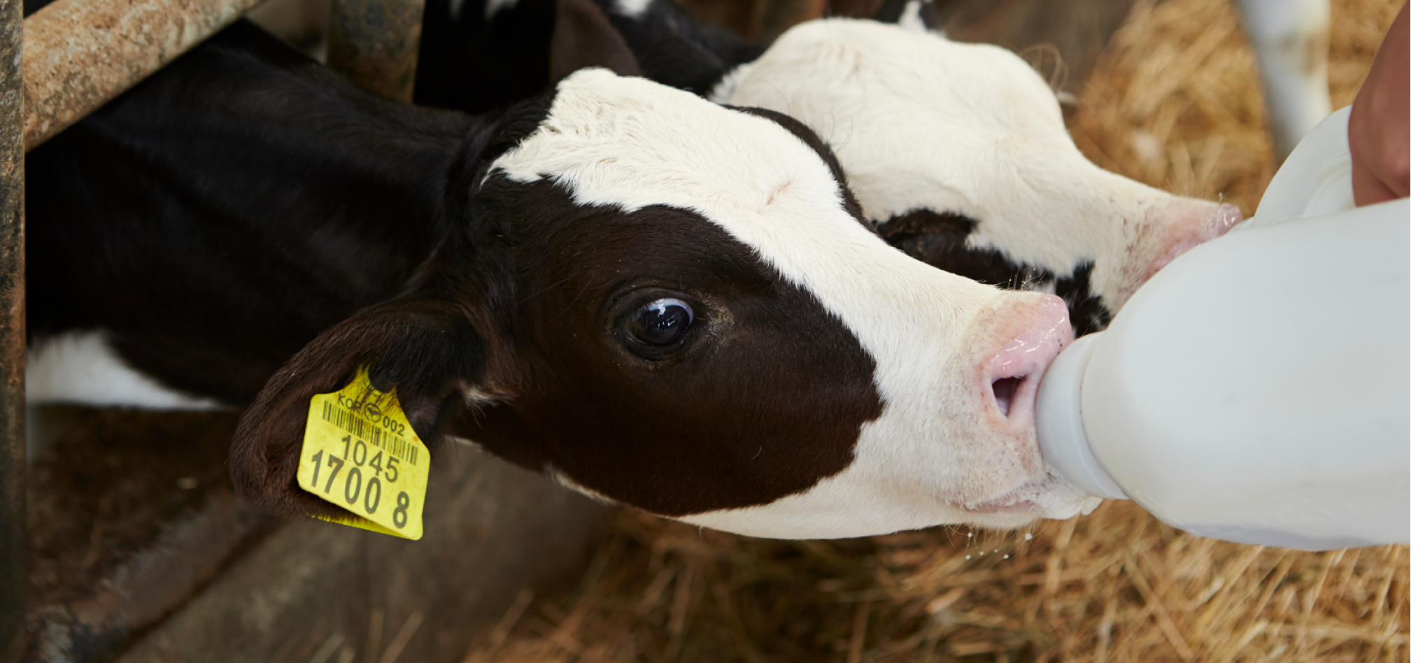 Jongvee Biestmanagement 968x455px