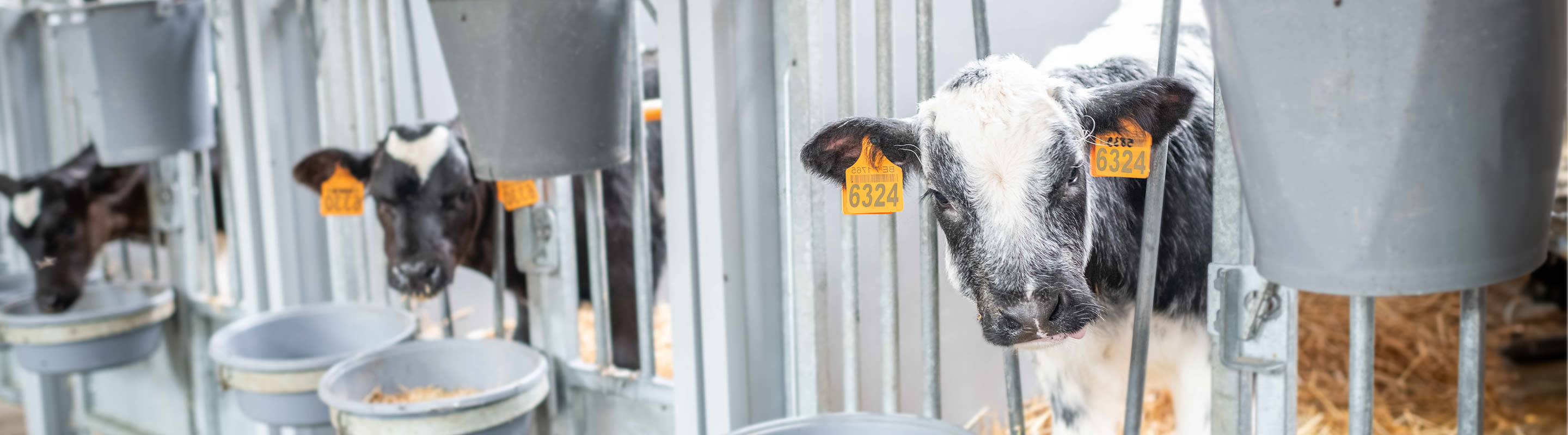 calves eating in barn