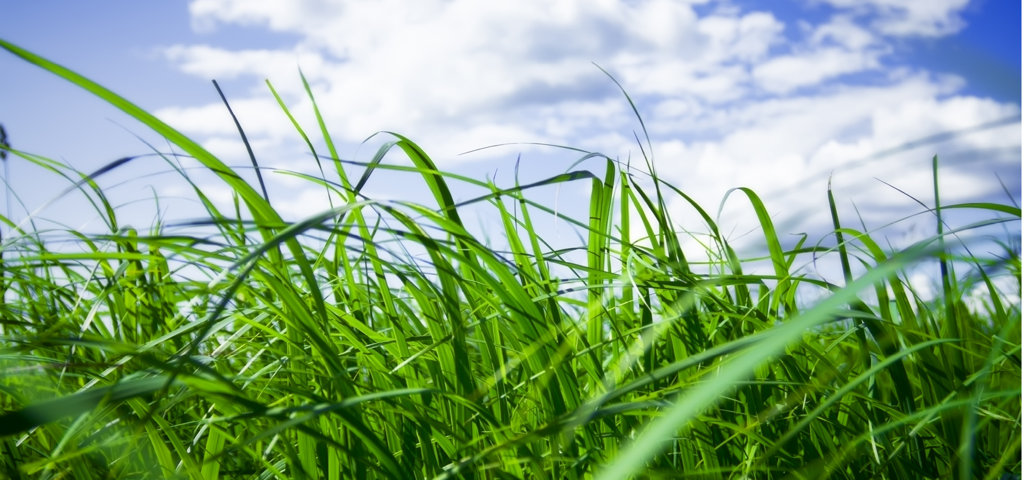 Ruwvoederteelten grasland 968x455px