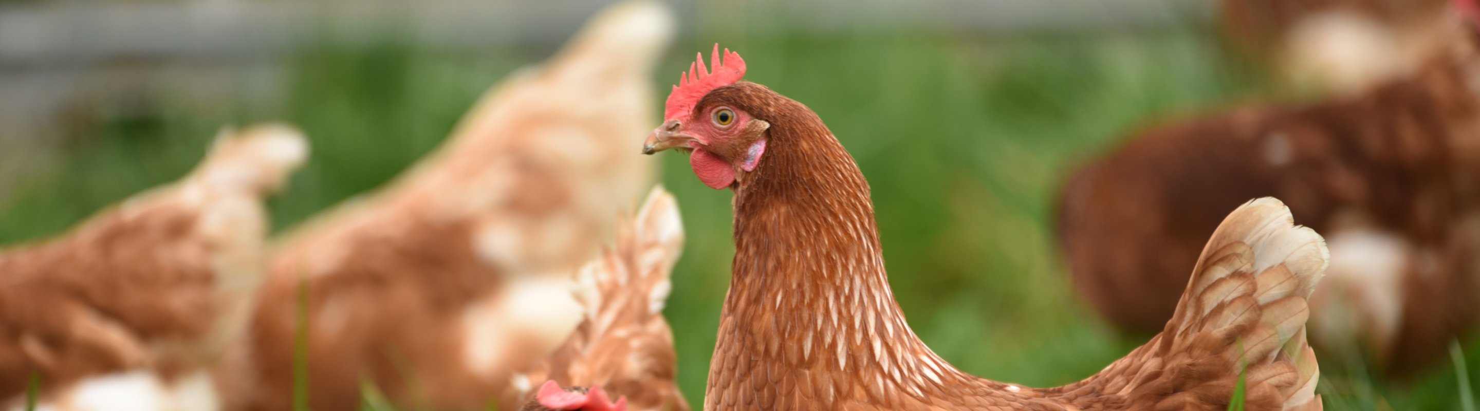 photo de volailles dans le pré