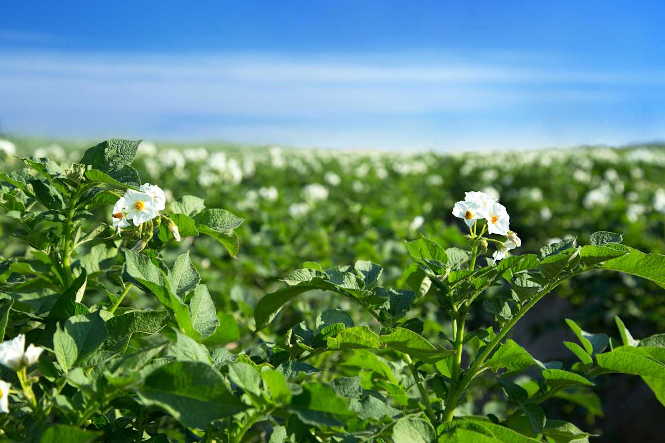 05.06.2026_Nieuwsbrief_AH_Groeiondersteuning met Optima Vigor + en Optima Root