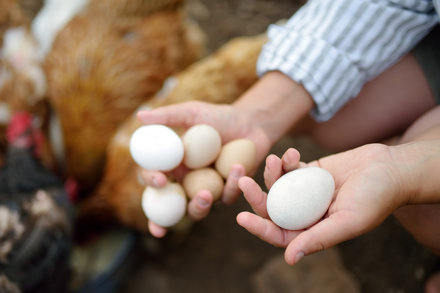 Une personne ramasse des œufs - Aveve