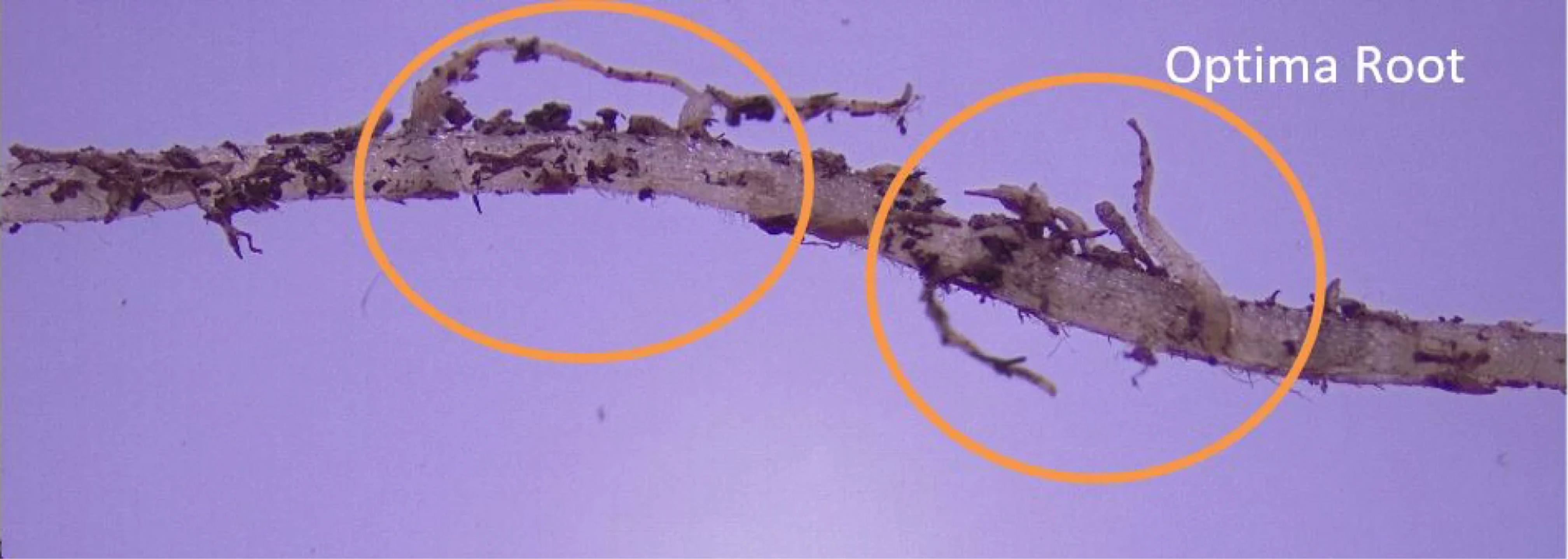 Sanac Optima Root 968x345px