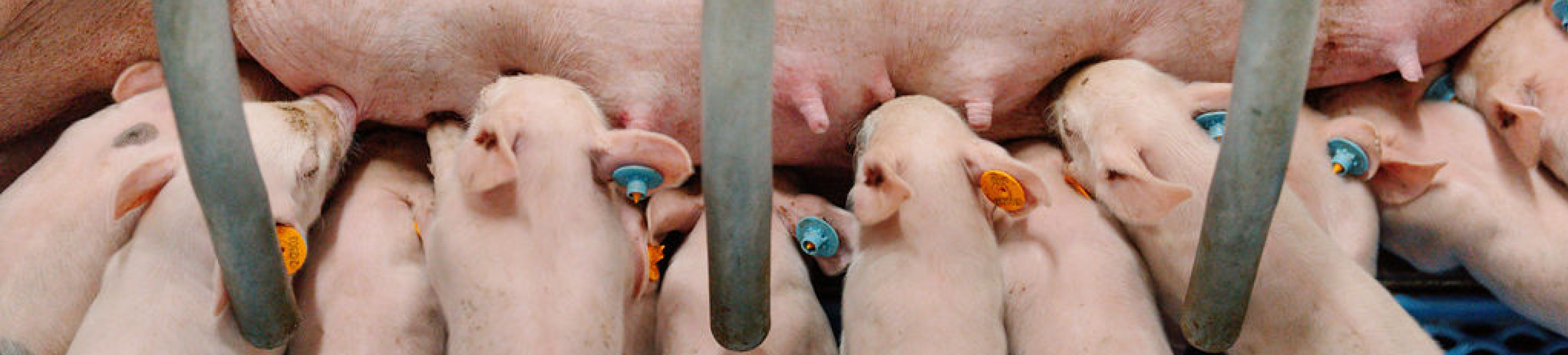 Varkens banner 1920x435px