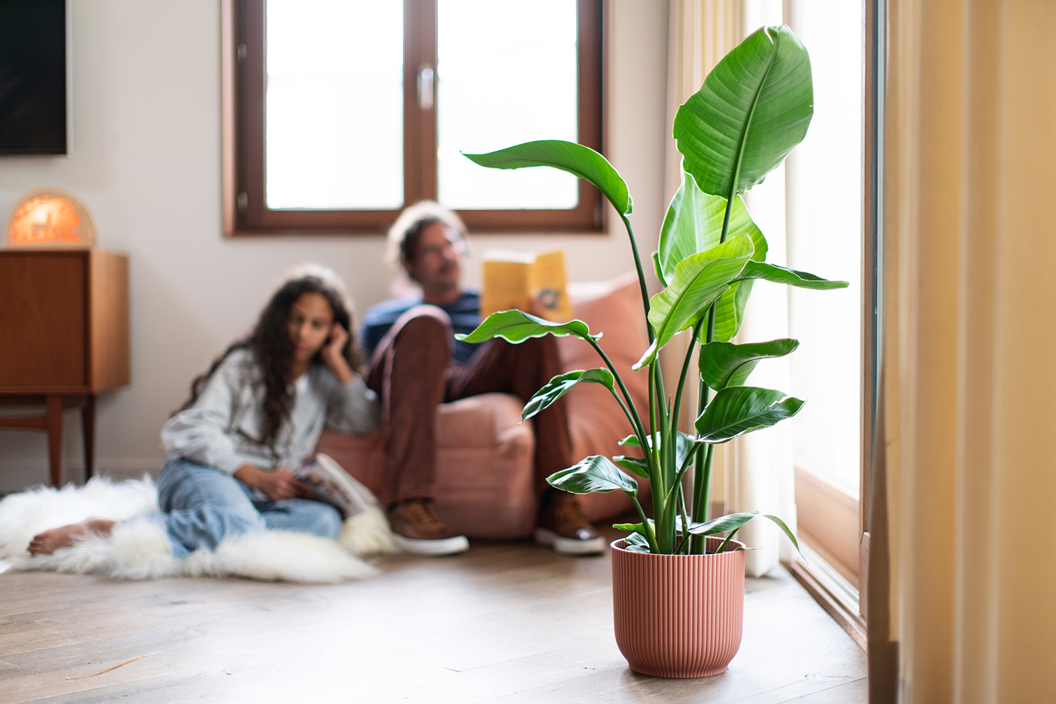 Strelitzia nicolai dans un pot dans un salon - Aveve