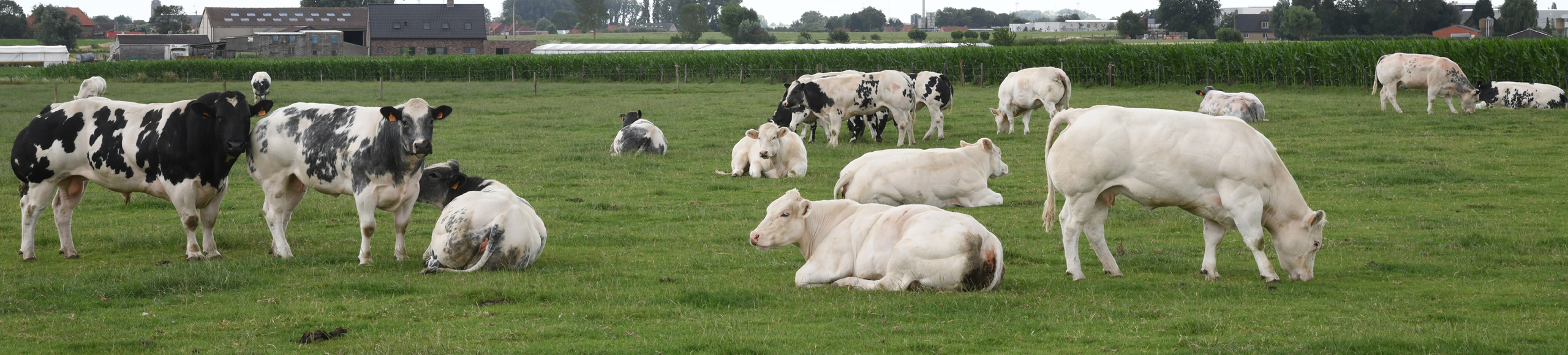 Vleesvee gezondheid 1920x435px